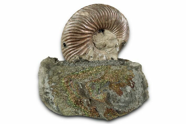 Iridescent, Pyritized Ammonite (Quenstedticeras) Fossil Display #335873